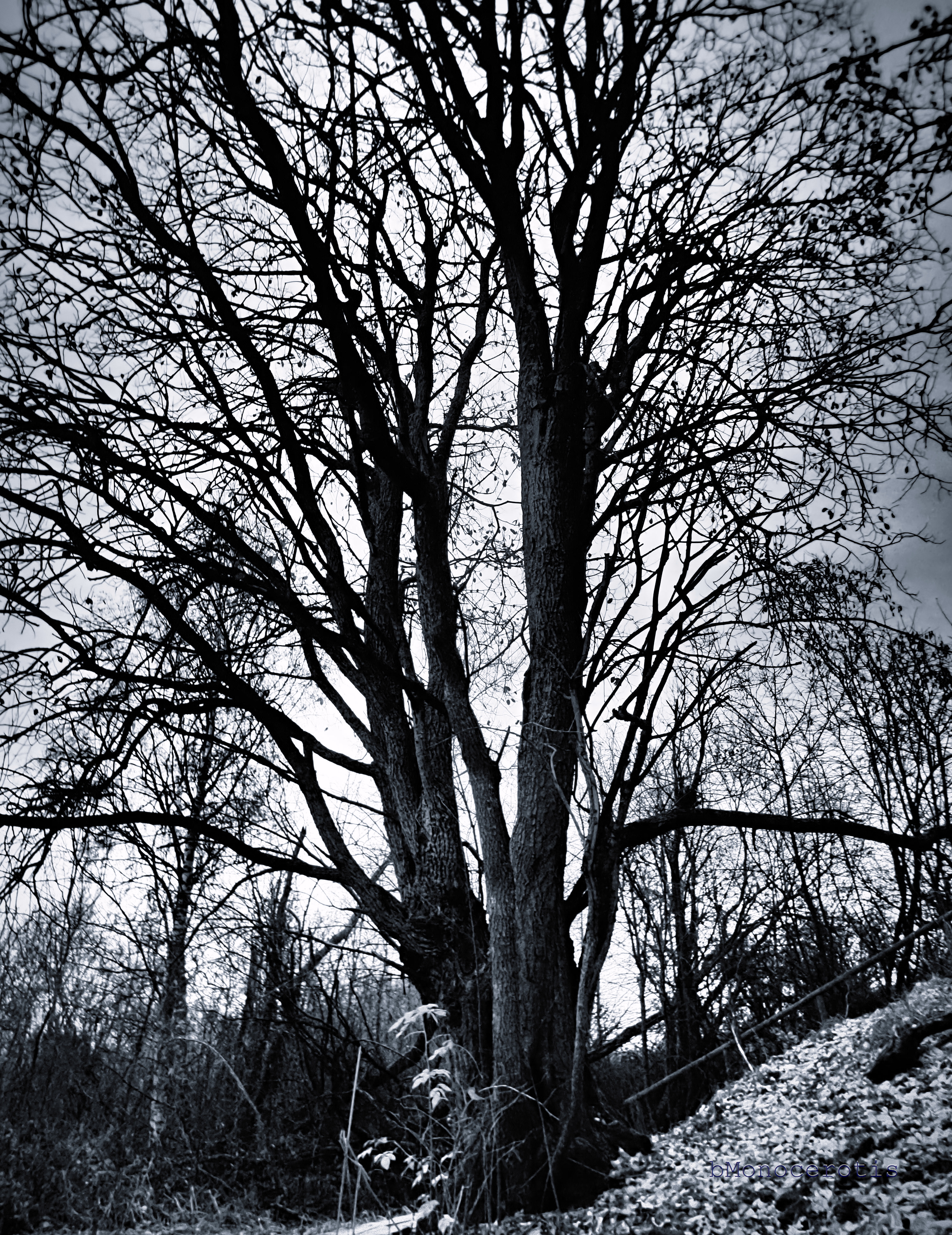 Dark November tree / fallen leaves / branches mastering the image